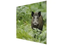 Discount Banjado Herdabdeckplatte Glas 1 Teilig 60x52CM Schneidebrett Herdabdeckung Mit Motiv Wildschwein