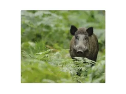 Discount Banjado Herdabdeckplatte Glas 1 Teilig 60x52CM Schneidebrett Herdabdeckung Mit Motiv Wildschwein