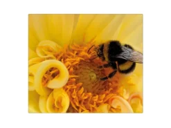 Banjado Herdabdeckplatte Glas 1 Teilig 60x52CM Schneidebrett Herdabdeckung Mit Motiv Hummel< Schneidebretter|Herdabdeckungen