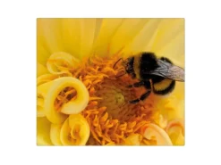 Banjado Herdabdeckplatte Glas 1 Teilig 60x52CM Schneidebrett Herdabdeckung Mit Motiv Hummel< Schneidebretter|Herdabdeckungen
