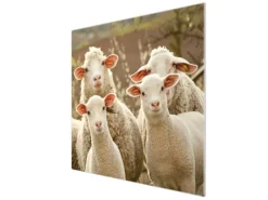 Outlet Banjado Herdabdeckplatte Glas 1 Teilig 60x52CM Schneidebrett Herdabdeckung Mit Motiv Schaffamilie