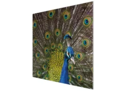Banjado Herdabdeckplatte Glas 1 Teilig 60x52CM Schneidebrett Herdabdeckung Mit Motiv Pfau< Herdabdeckungen|Schneidebretter