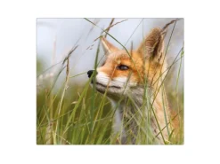 Banjado Herdabdeckplatte Glas 1 Teilig 60x52CM Schneidebrett Herdabdeckung Mit Motiv Fuchs< Küchenrückwände|Schneidebretter