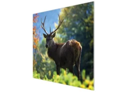 Banjado Herdabdeckungen|Kochfelder<Herdabdeckplatte Glas 1 Teilig 60x52CM Schneidebrett Herdabdeckung Mit Motiv Hirsch