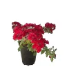 Baumfink Bodendeckerrose Fairy Red 92 im Topf< Töpfe