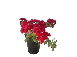 Baumfink Bodendeckerrose Fairy Red 92 im Topf< Töpfe
