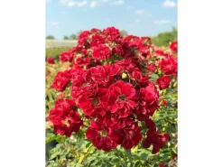 Baumfink Bodendeckerrose Fairy Red 92 im Topf< Töpfe