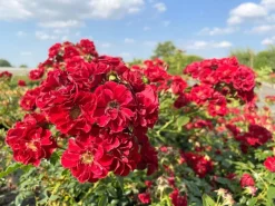 Baumfink Bodendeckerrose Fairy Red 92 im Topf< Töpfe