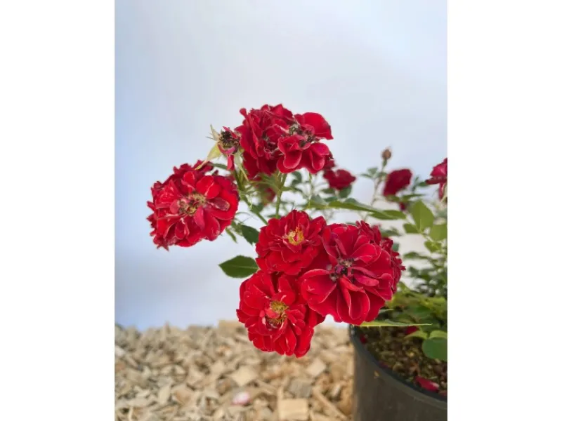 Baumfink Bodendeckerrose Fairy Red 92 im Topf< Töpfe