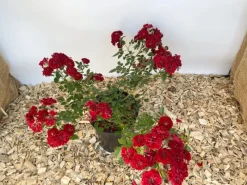 Baumfink Bodendeckerrose Fairy Red 92 im Topf< Töpfe