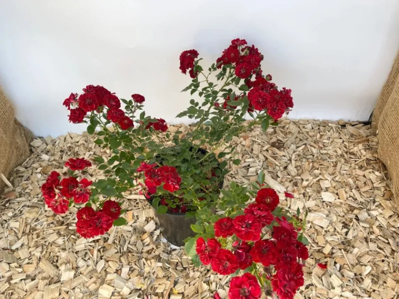 Baumfink Bodendeckerrose Fairy Red 92 im Topf< Töpfe