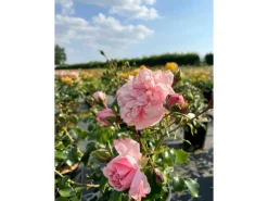 Baumfink Bodendeckerrose The Fairy im Topf< Töpfe