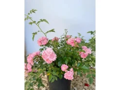 Baumfink Bodendeckerrose The Fairy im Topf< Töpfe