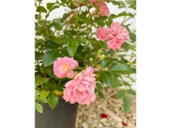 Baumfink Bodendeckerrose The Fairy im Topf< Töpfe