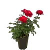 Best Baumfink Edelrose Grande Amore im Topf