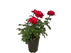 Best Baumfink Edelrose Grande Amore im Topf
