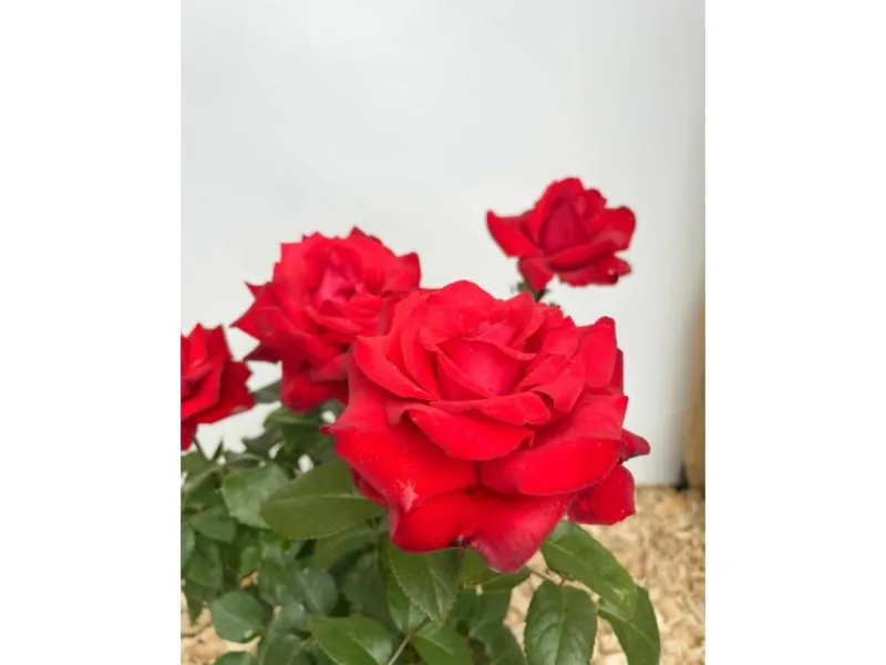 Best Baumfink Edelrose Grande Amore im Topf