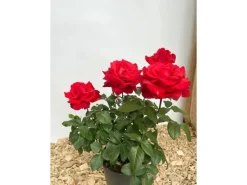 Best Baumfink Edelrose Grande Amore im Topf