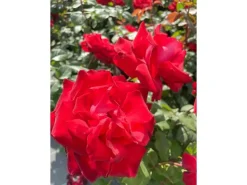 Best Baumfink Edelrose Grande Amore im Topf