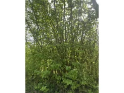 Baumfink Töpfe<Haselnuss als Topfpflanze 40-60cm