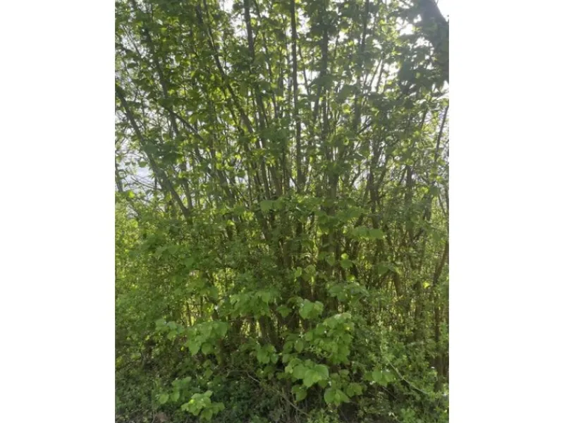 Baumfink Töpfe<Haselnuss als Topfpflanze 40-60cm