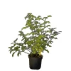 Hot Baumfink Hundsrose als Topfpflanze 60-100cm