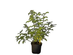 Hot Baumfink Hundsrose als Topfpflanze 60-100cm