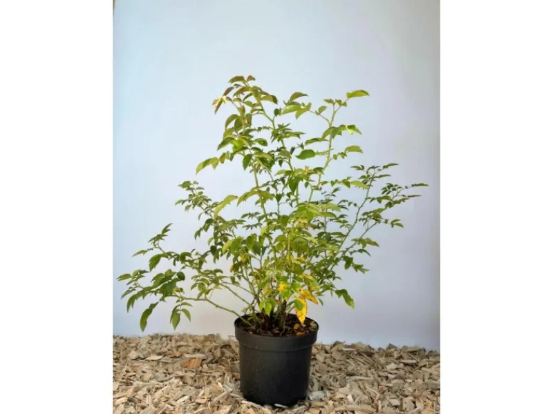 Hot Baumfink Hundsrose als Topfpflanze 60-100cm