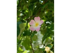 Hot Baumfink Hundsrose als Topfpflanze 60-100cm