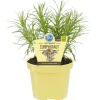 Blu Bio-Currykraut Topf-Ø ca. 12 cm Helichrysum< Töpfe