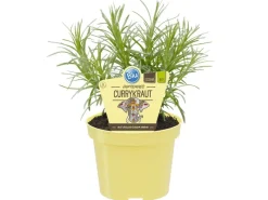 Blu Bio-Currykraut Topf-Ø ca. 12 cm Helichrysum< Töpfe