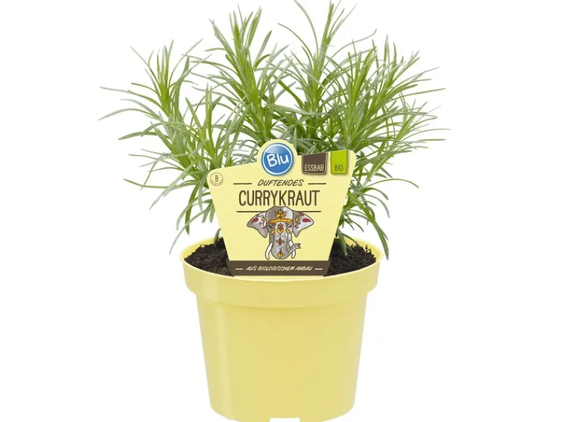 Blu Bio-Currykraut Topf-Ø ca. 12 cm Helichrysum< Töpfe