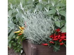 Blu Bio-Currykraut Topf-Ø ca. 12 cm Helichrysum< Töpfe