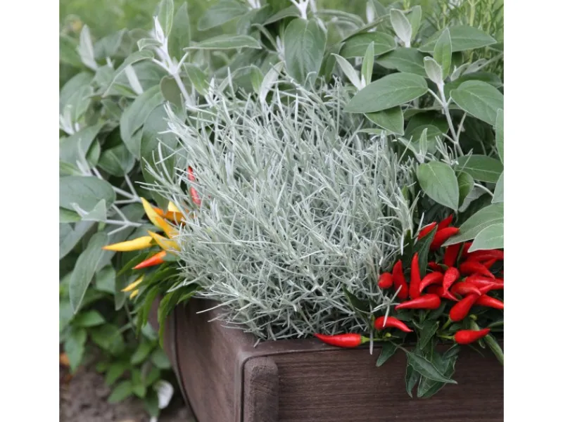 Blu Bio-Currykraut Topf-Ø ca. 12 cm Helichrysum< Töpfe