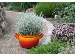 Blu Bio-Currykraut Topf-Ø ca. 12 cm Helichrysum< Töpfe