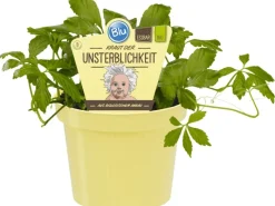 Blu Bio-Fünfblättriges Heilkraut Topf-Ø ca. 12 cm Gynostemma< Töpfe