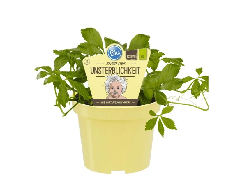 Blu Bio-Fünfblättriges Heilkraut Topf-Ø ca. 12 cm Gynostemma< Töpfe