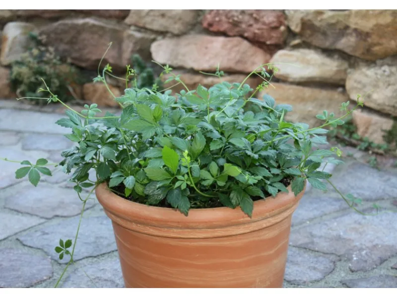 Blu Bio-Fünfblättriges Heilkraut Topf-Ø ca. 12 cm Gynostemma< Töpfe