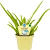 Discount Blu Echte Aloe Vera Topf-Ø ca. 12 cm