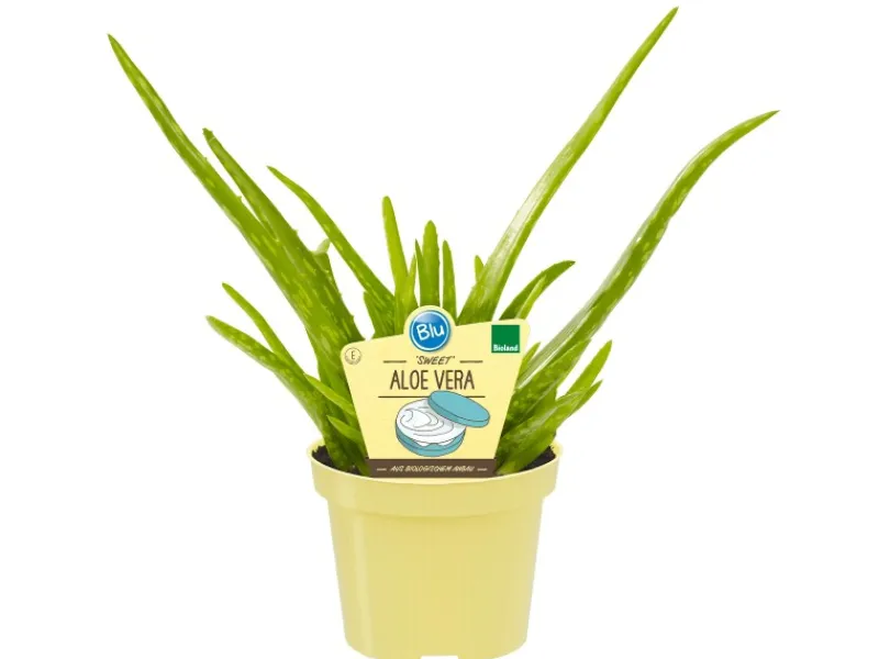 Discount Blu Echte Aloe Vera Topf-Ø ca. 12 cm