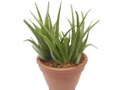 Discount Blu Echte Aloe Vera Topf-Ø ca. 12 cm