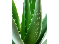 Discount Blu Echte Aloe Vera Topf-Ø ca. 12 cm