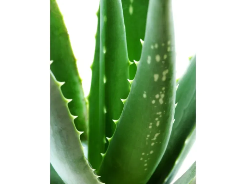 Discount Blu Echte Aloe Vera Topf-Ø ca. 12 cm
