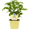Blu Kaffeestrauch Topf-Ø ca. 12 cm< Töpfe