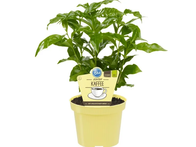 Blu Kaffeestrauch Topf-Ø ca. 12 cm< Töpfe