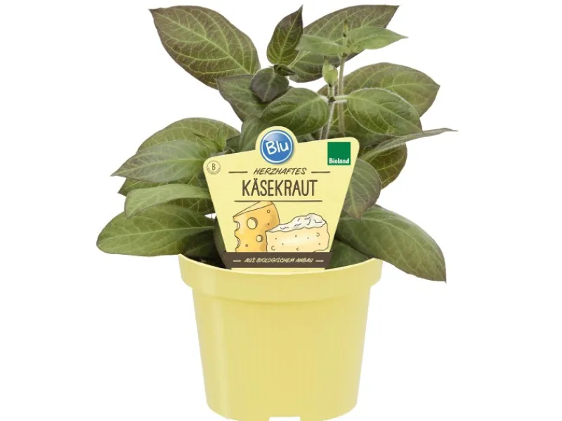 Blu Käsekraut Topf-Ø ca. 12 cm Paederia lanuginosa< Töpfe