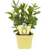 Blu Lorbeerbaum Topf-Ø ca. 12 cm< Töpfe