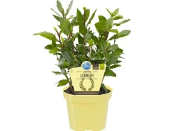 Blu Lorbeerbaum Topf-Ø ca. 12 cm< Töpfe