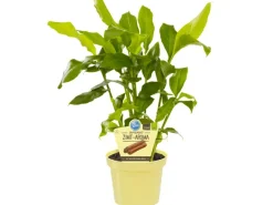 Blu Töpfe<Zimtpflanze Topf-Ø ca. 12 cm