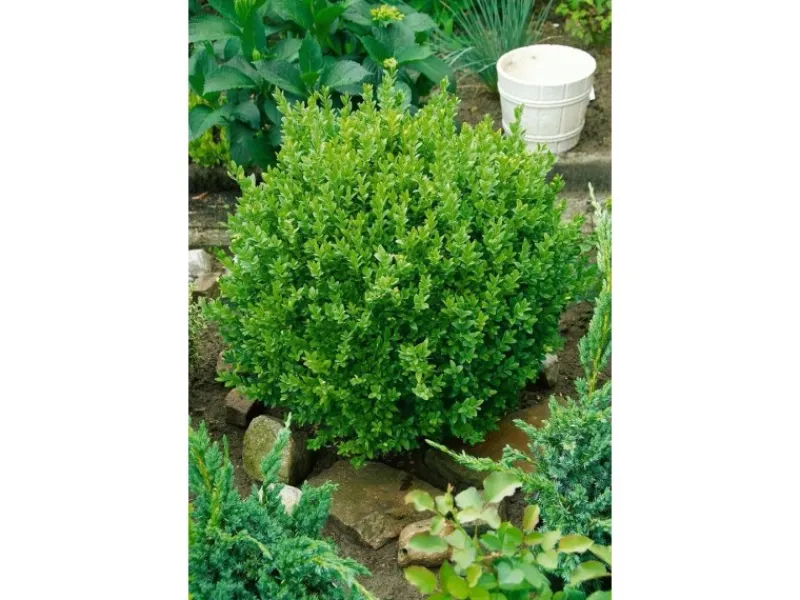 Hot Buxus sempervirens 'Suffruticosa' ca. 13 cm Topf